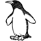 pingwin-w